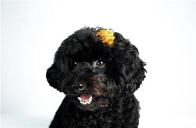 知名职业选手称《真人快打12》将在本周正式公布